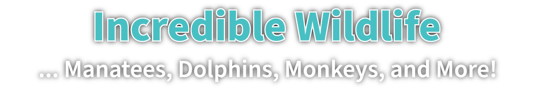 Banner 6 text, Belize All Inclusive Resort