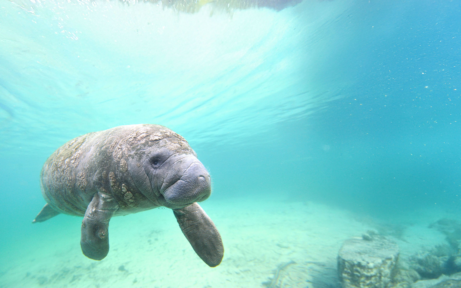 Banner image, Belize All Inclusive Resort