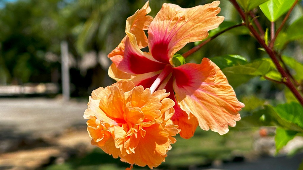 Orchid Bay Orchid