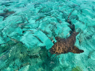 Bacalar Chico 12