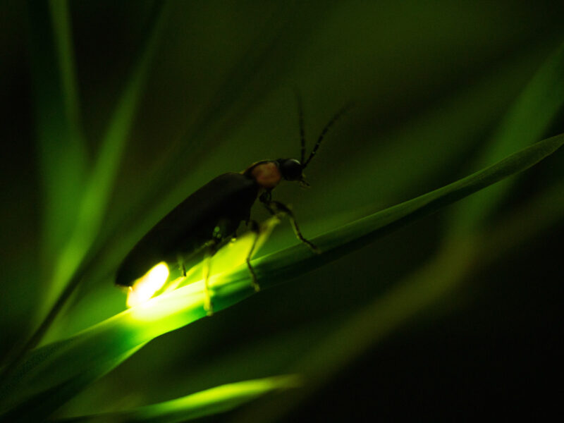 OB Fireflies, Belize All Inclusive Resort