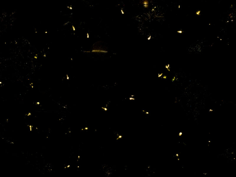 OB Fireflies, Belize All Inclusive Resort