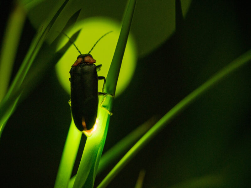 OB Fireflies, Belize All Inclusive Resort