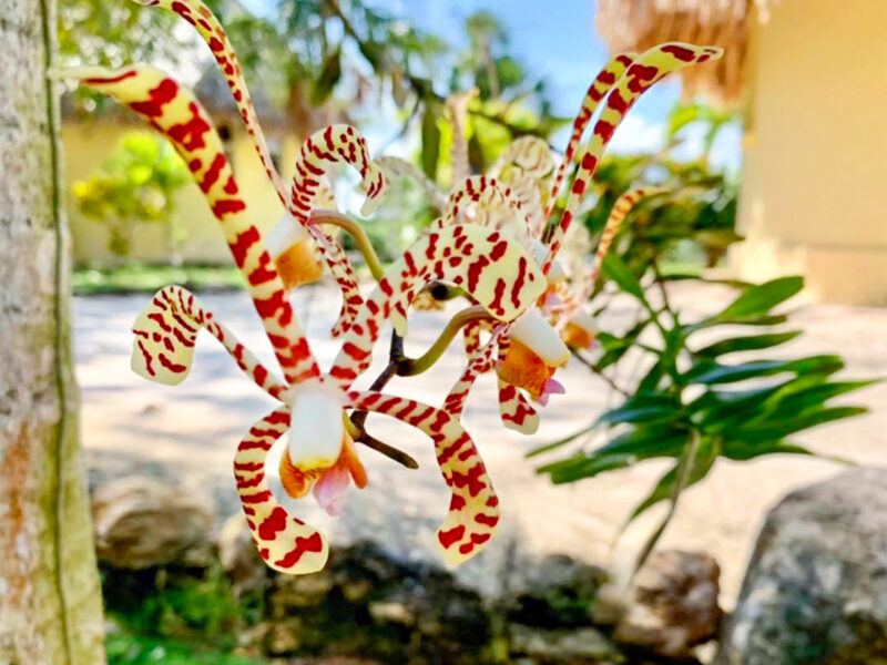 Orchid, Belize All Inclusive Resort