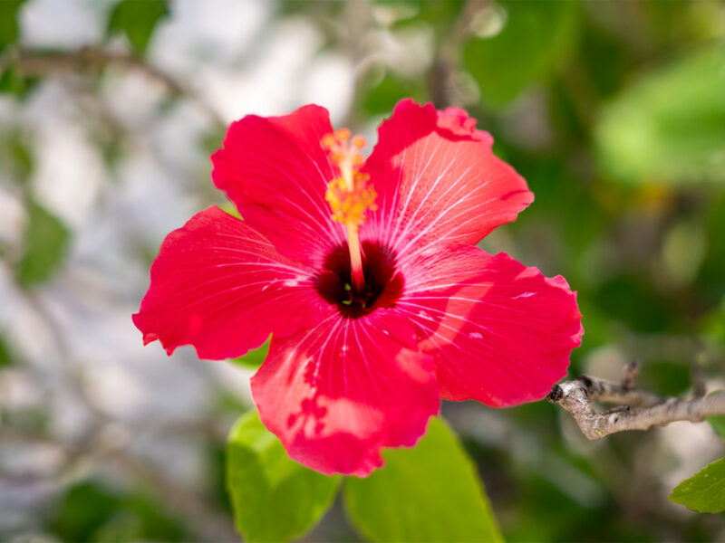 Orhid, Belize All Inclusive Resort
