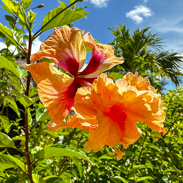 flowers-1