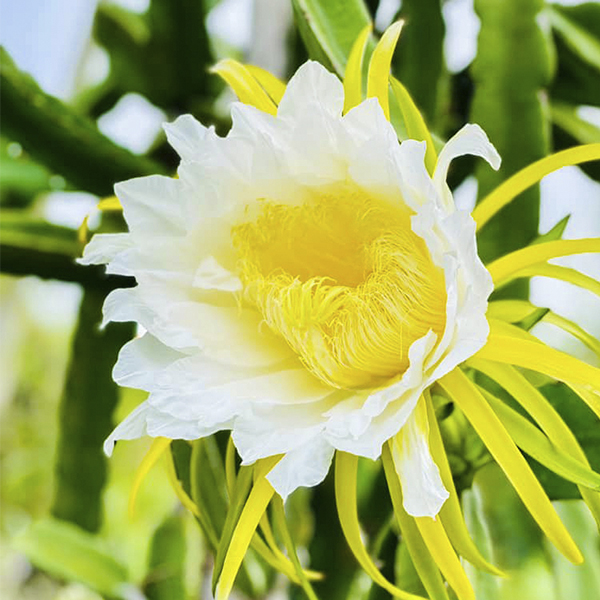 flowers-10