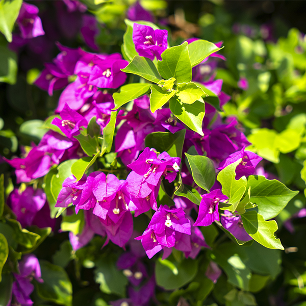 flowers-2