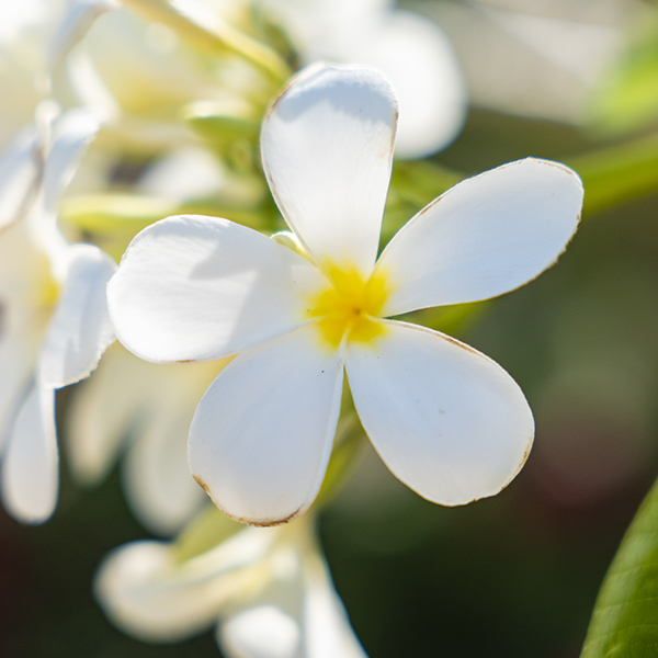 flowers-3