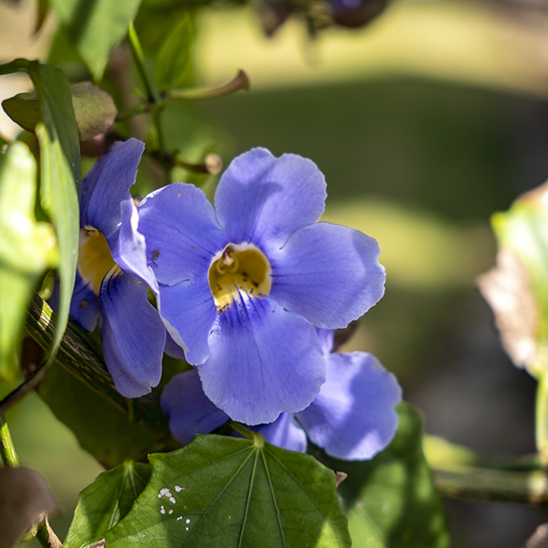flowers-4