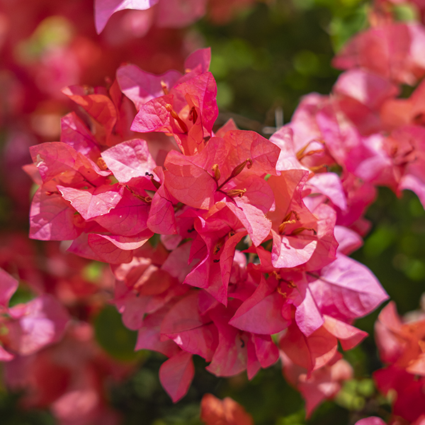 flowers-5