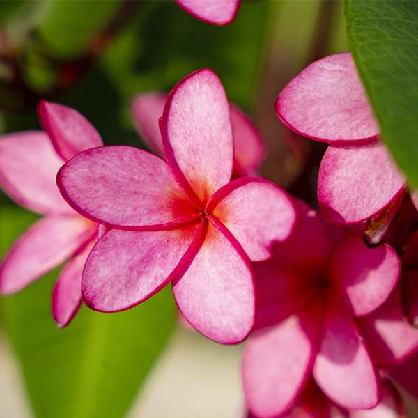 flowers-7