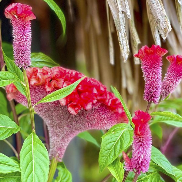 flowers-9