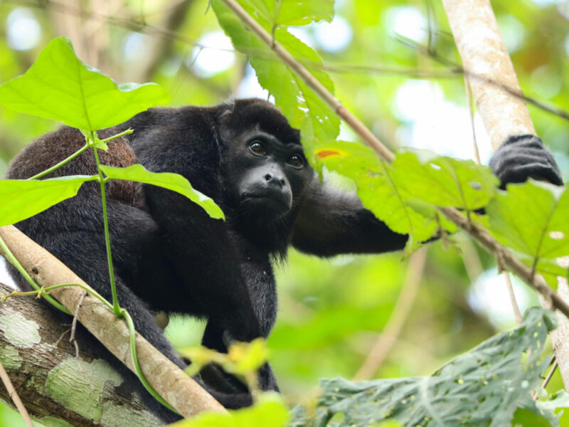 howler monkey, Belize All Inclusive Resort