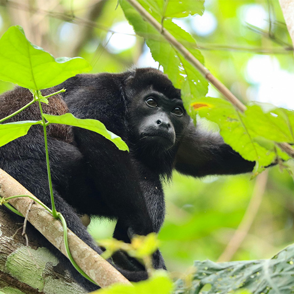 howler-monkey-all-inclusive