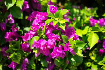 OB-Photo-Gallery-Resort (20)